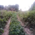 Советск-Атарская Лука/Поющие пески